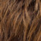chocolate rooted